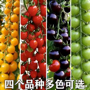 千禧圣女果秧苗红黄黑珍珠清甜小番茄苗樱桃西红柿种苗纯甜四季栽