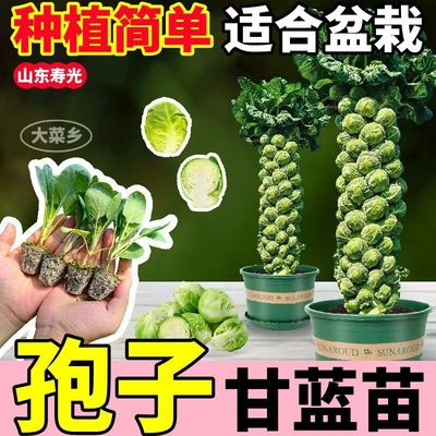 正宗孢子甘蓝苗小包菜心菜种苗