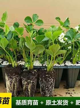 脱毒原种草莓苗红色粉色黑色白色系奶油红颜淡雪瑞雪玄玉秧苗批发