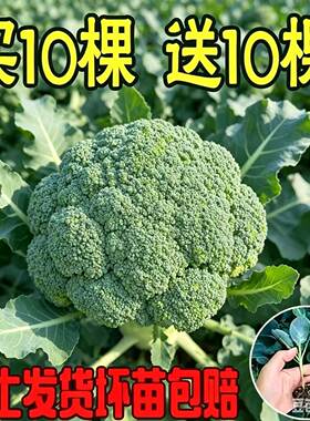 西兰花带土有机秧苗耐寒过冬批发