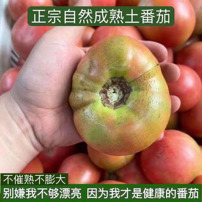 水果沙瓤西红柿子自然熟新