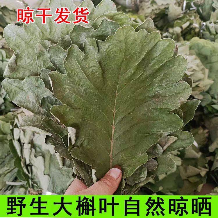 山东五莲干粽叶精选粽叶野生大槲叶新鲜晾干包粽子胡叶玻璃桲椤叶