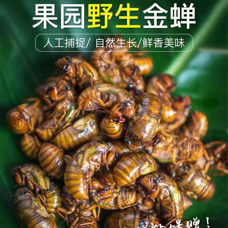 山东五莲知了猴2025新鲜金蝉知了龟爬叉猴蝉蛹100只活体冷冻顺丰