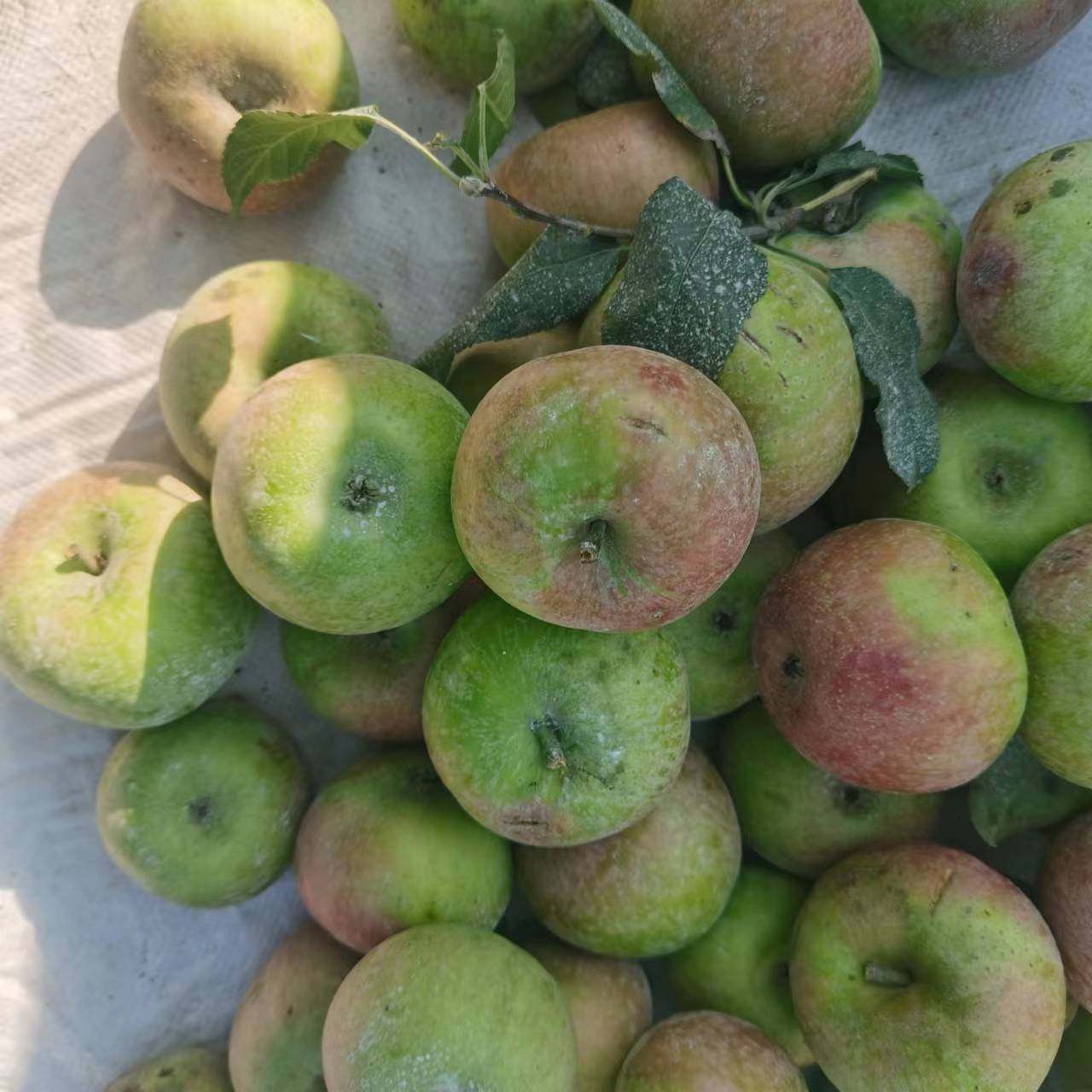【酸甜脆口】头茬山东五莲正宗小国光苹果青皮新鲜水果丑苹果5斤,水产肉类/新鲜蔬果/熟食,苹果,淘宝优惠券,粉丝福利购,淘宝优惠卷