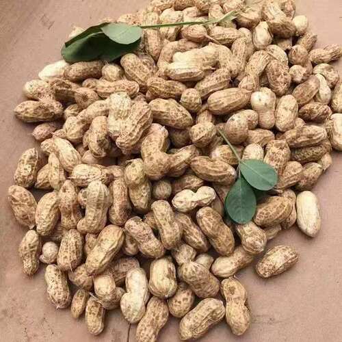 26年新鲜花生现挖农家自种