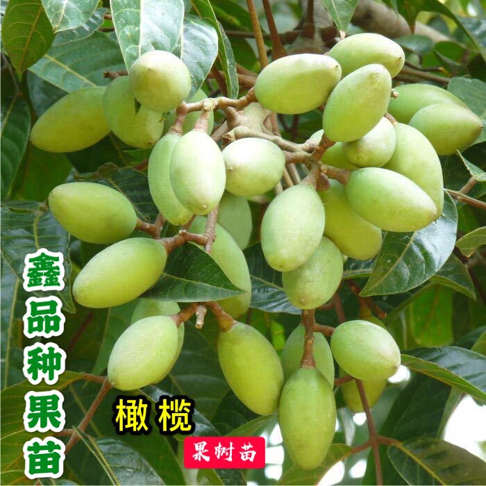 广东青橄榄苗黑榄果苗乌橄榄果树苗嫁接三捻当年结果带土带叶发货