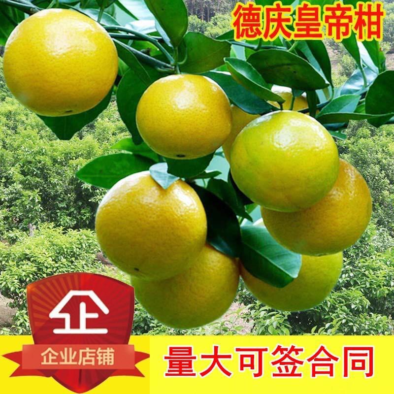 沃柑嫁接小金桔果树苗