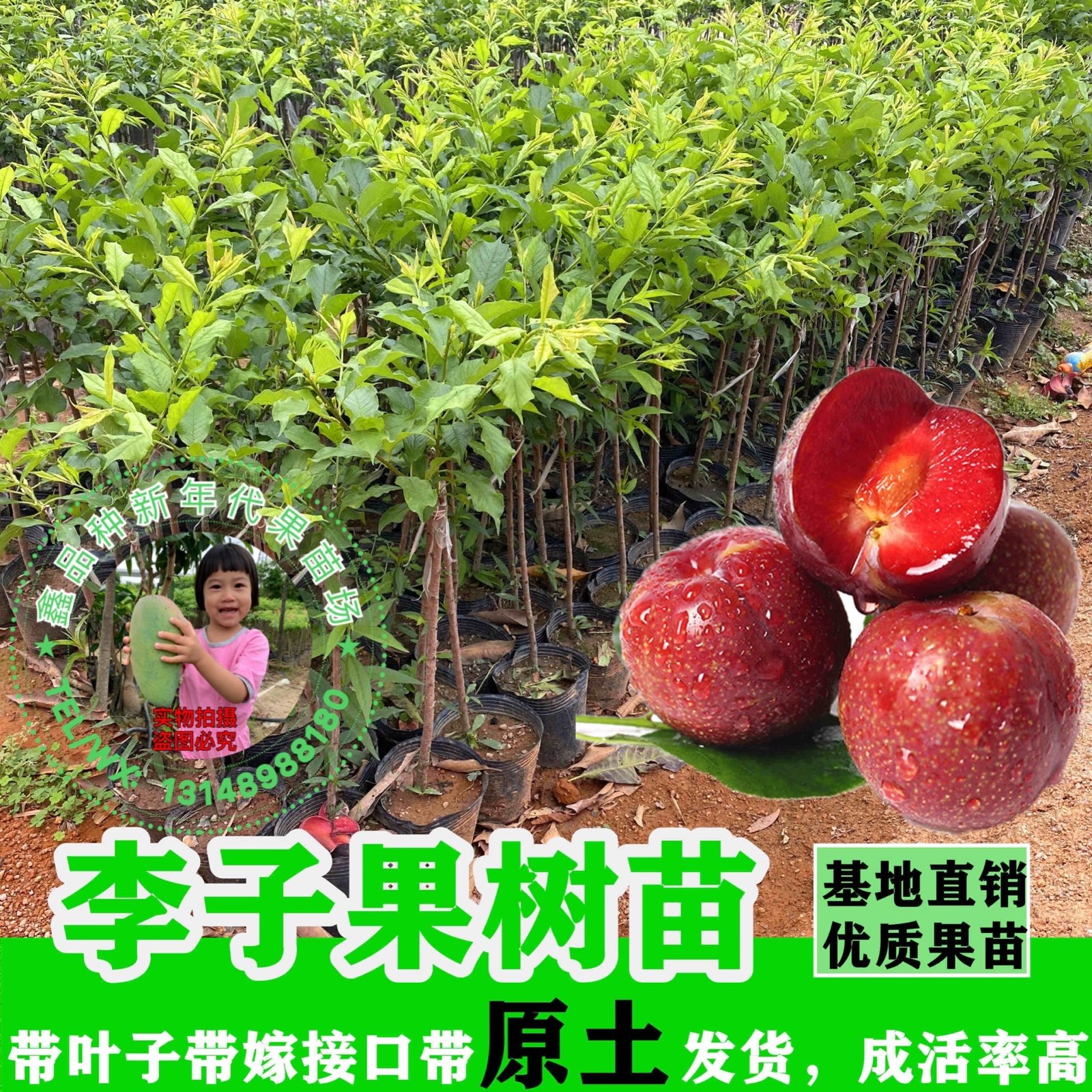 包邮带土广州发货庭院园林种植果树李子树苗青脆李双华李果苗盆栽