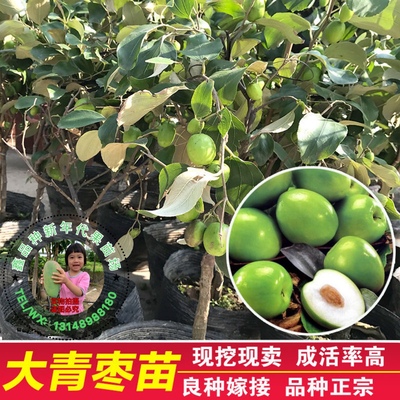 果树苗南方种植台湾大青枣