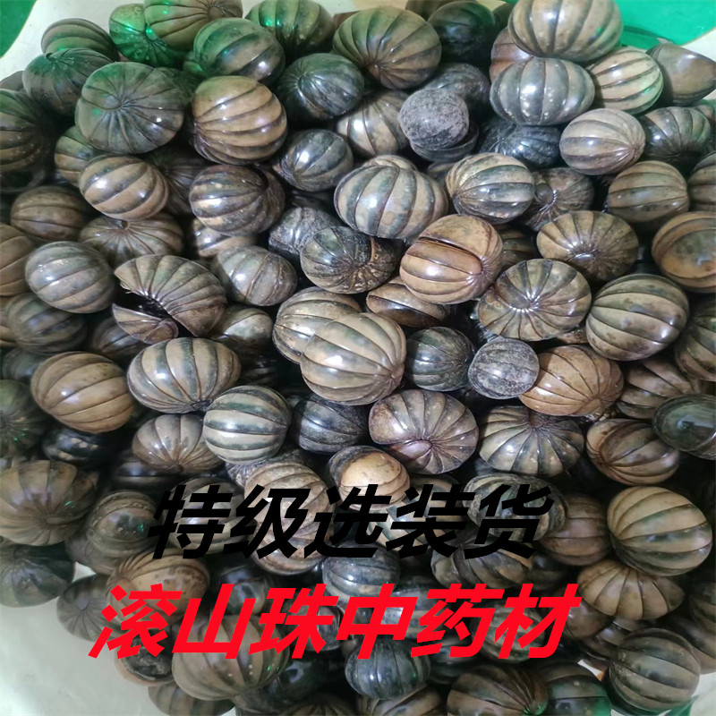 同仁堂品质滚山虫中药材新货干品50克起包邮流通山虫滚山珠地罗汉