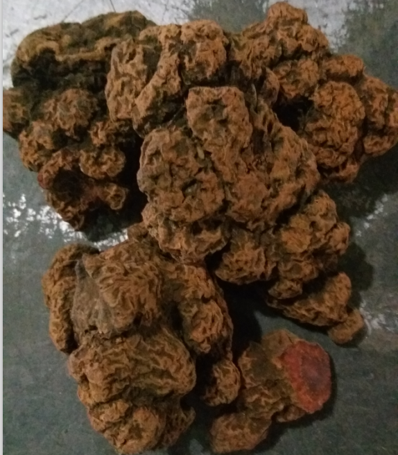 中药材朱砂莲中药材牛莲 朱砂连 躲蛇生 新鲜干货50克包邮可