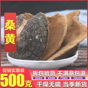 桑黄野生西藏特级干货正品500g桑树桑黄灵芝菌种中药材泡茶