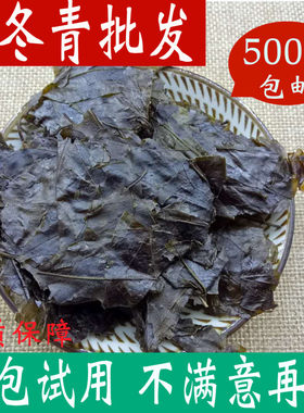 野生毛冬青茶叶正品云南毛冬青茶苦丁茶500g克泡茶小叶苦丁茶凉茶