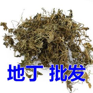 精选野生新货  紫花地丁草 中药材地丁 地丁茶 中草药兔耳草