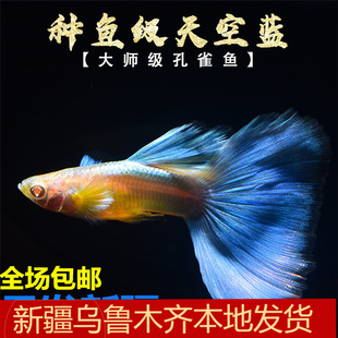 新疆观赏天空蓝孔雀鱼缎带兰草纯种小型好养宠物大孕母鱼活体包邮