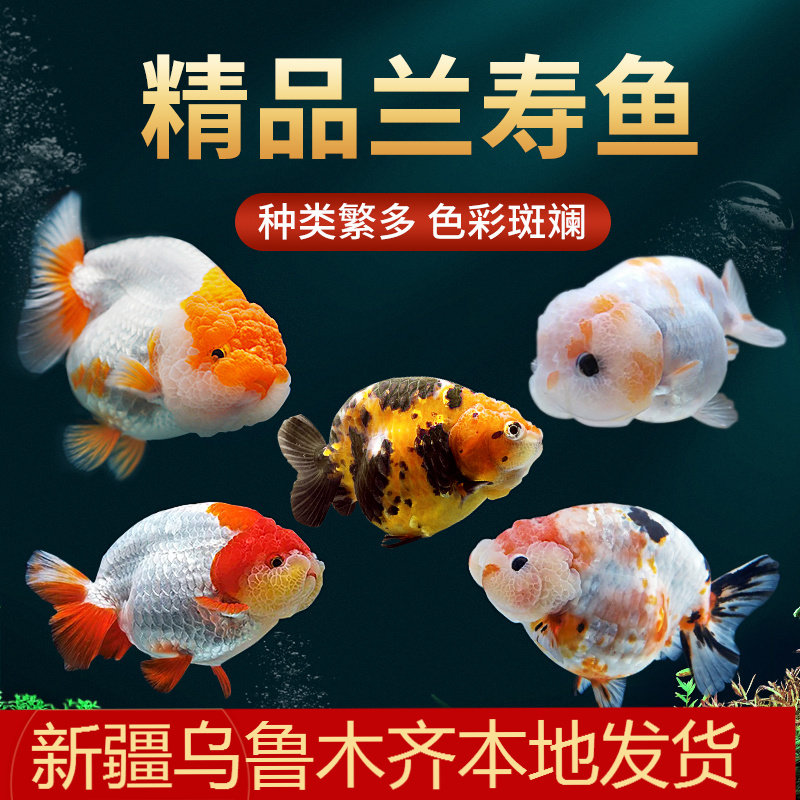 兰寿金鱼冷水观赏鱼苗金鱼活鱼淡水好养耐活小金鱼奶牛招财宠物鱼