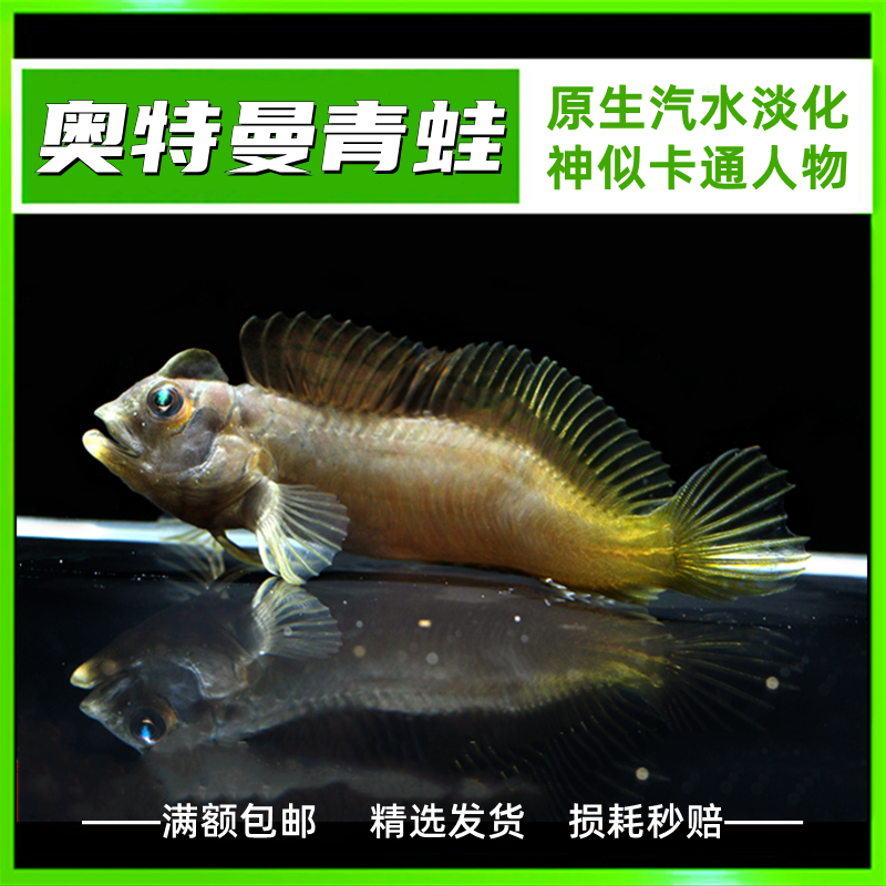 奥特曼青蛙斑头肩鳃鳚鱼练手观赏海水汽水鱼原生鱼已淡化活体小鱼