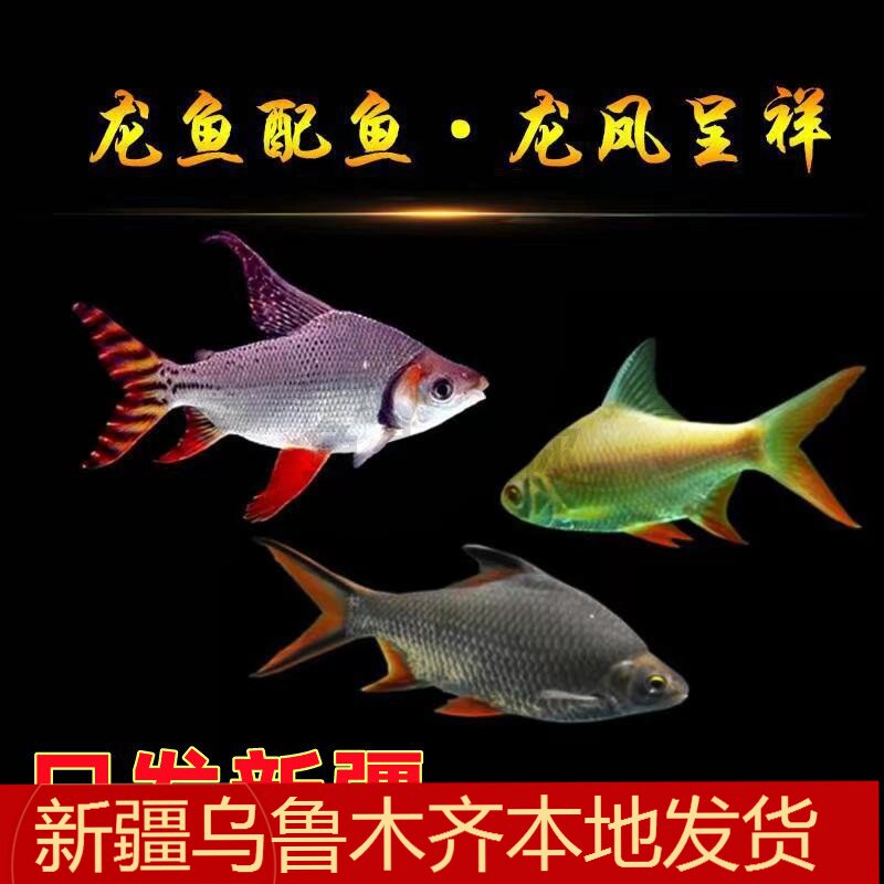 新疆直纹飞凤短身泰国鲫鱼柠檬鲫元宝鲫短身金银元宝鱼金红龙配鱼