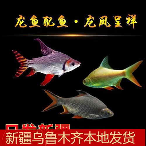 直纹飞凤短身柠檬鲫银元宝