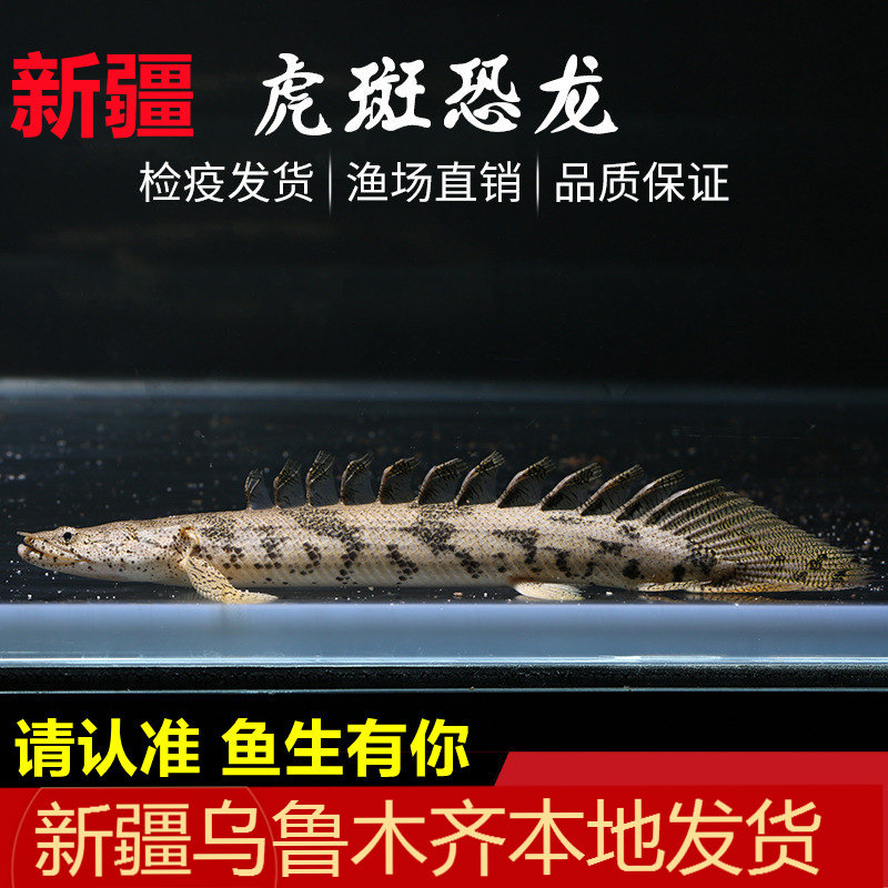 虎纹恐龙王鱼观赏鱼活体好养耐活虎斑恐龙鱼大型观赏鱼热带淡水鱼