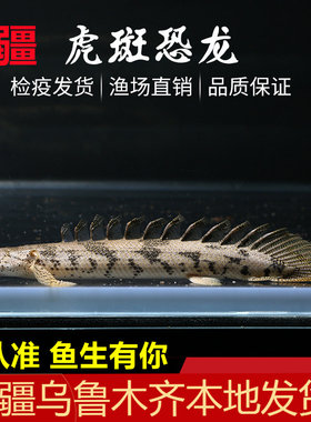 虎纹恐龙王鱼观赏鱼活体好养耐活虎斑恐龙鱼大型观赏鱼热带淡水鱼