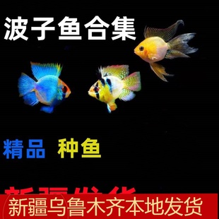 金波子种鱼短鲷繁殖阿凡达荷兰凤凰球波子观赏鱼淡水鱼热带小型鱼