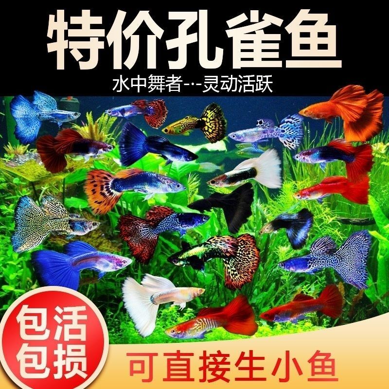 新疆孔雀鱼热带鱼小型鱼胎生鱼好养耐活观赏鱼凤尾鱼活体鱼种鱼图片