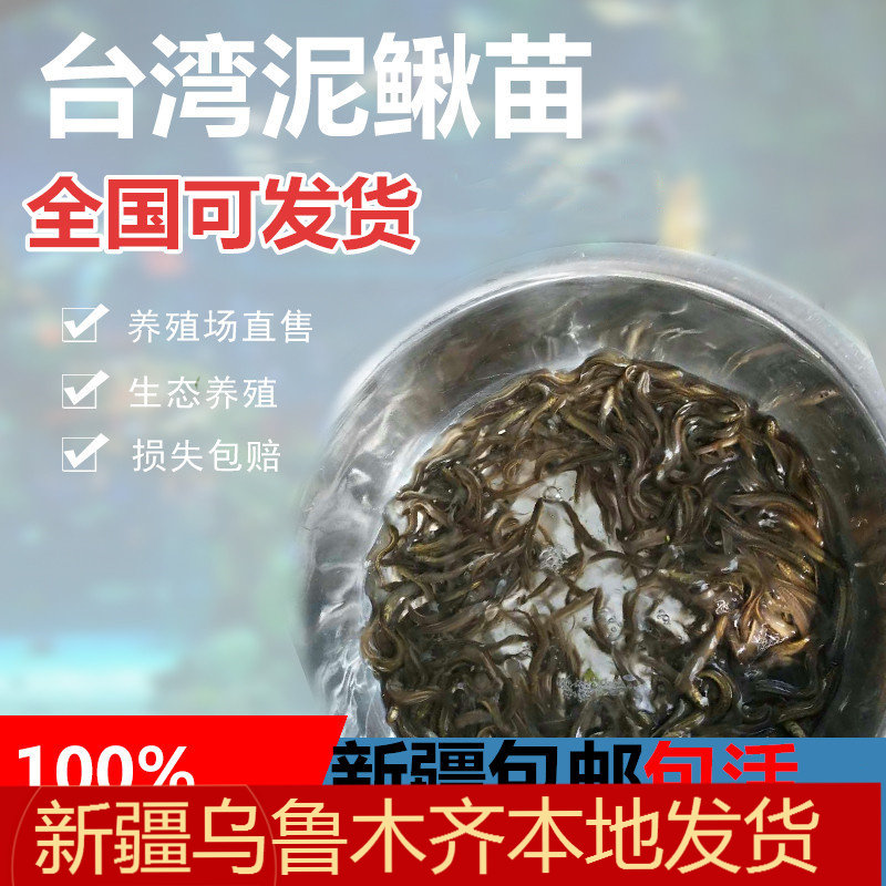 新疆包邮活体泥鳅鱼麦穗大型银龙地图鳄龟虹虎爬宠鹦鹉招财饲料鱼