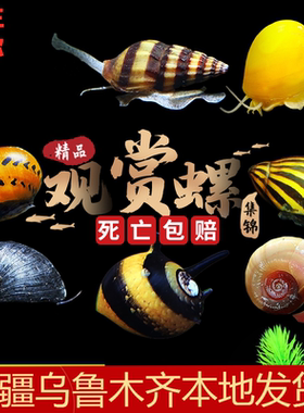 斑马洋葱神秘杀手清洁新疆观赏螺