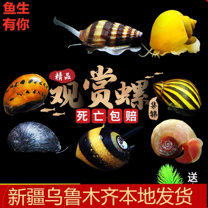 观赏螺除藻工具螺活体淡水苹果斑马洋葱神秘杀手金刚清洁螺新疆发