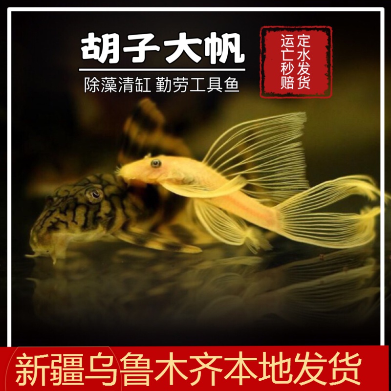 异型蓝眼大帆胡子热带清道夫鱼女王大帆清缸除藻鱼淡水工具鱼活体
