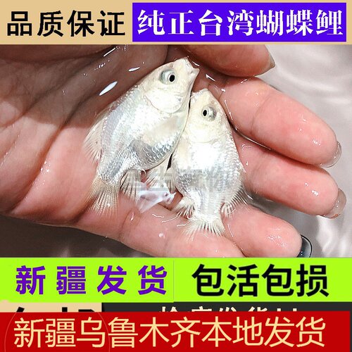 新手大型鱼养成耐活观赏鱼新疆包邮