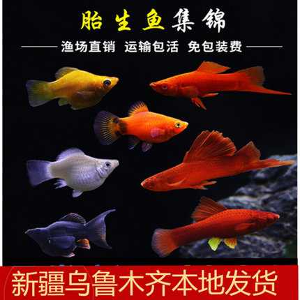 水族小型观赏金马丽银玛利黑马力鱼孔雀胎生新手小鱼混养新疆包邮