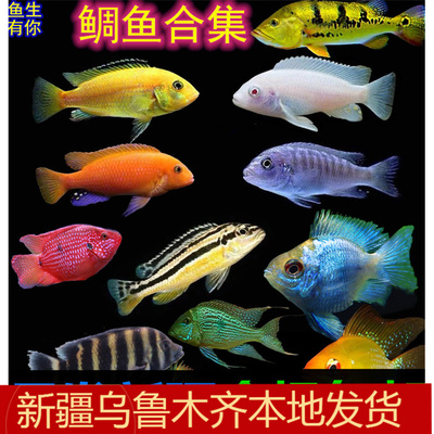 新疆大马金兰迷你包邮三湖慈鲷