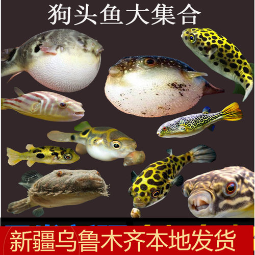 毛毛狗头鱼新疆包邮巧克力娃娃鱼