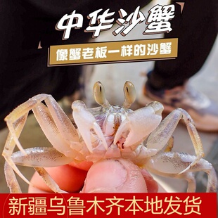 .蟹老板中华中华沙蟹翻砂玉蟹翻沙海缸生物活体观赏蟹翻砂海水鱼