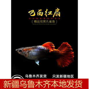 精品巴西红扇孔雀鱼热带观赏鱼缸折扇尾繁殖组活体宠物小型淡水鱼