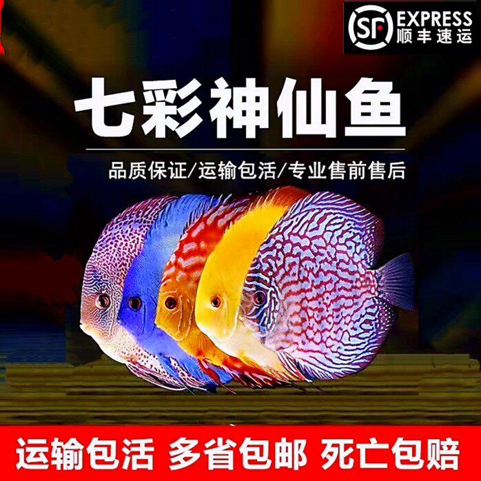 七彩神仙鱼 财神 豹点 红富士 红蓝松石热带鱼南美观赏鱼活体包邮