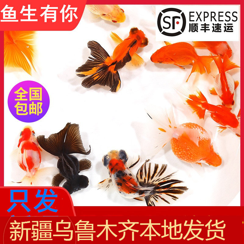 新疆观赏金鱼鸿运当头鹤丹顶红冷水新手淡水漂亮好养小型宠物包邮