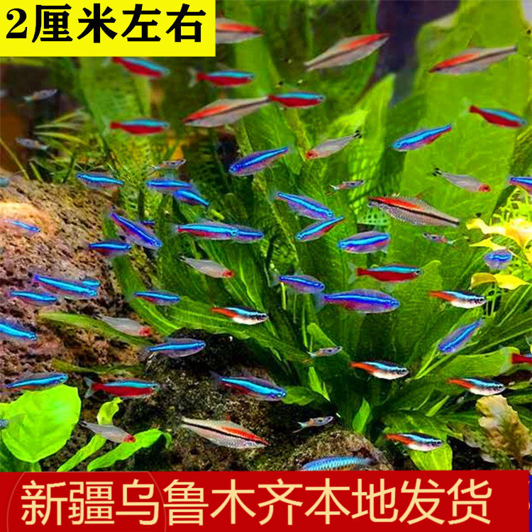 红绿灯鱼活体灯科热带观赏绿莲灯群游新手草缸小型淡水鱼新疆包邮,宠物/宠物食品及用品,鱼,淘宝优惠券,粉丝福利购,淘宝优惠卷