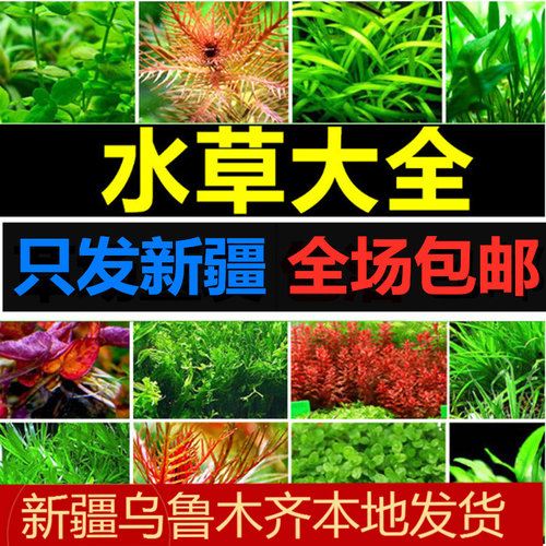 新疆观赏疯狂水草蜈蚣淡水矮新手