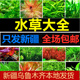 新疆观赏疯狂水草绿宫廷级蜈蚣皇冠淡水莫斯矮珍珠草鱼缸新手 包邮