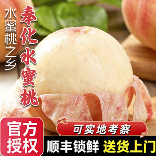 正宗宁波奉化水蜜桃当季新鲜水果整箱礼盒装自然熟时令孕妇软桃子