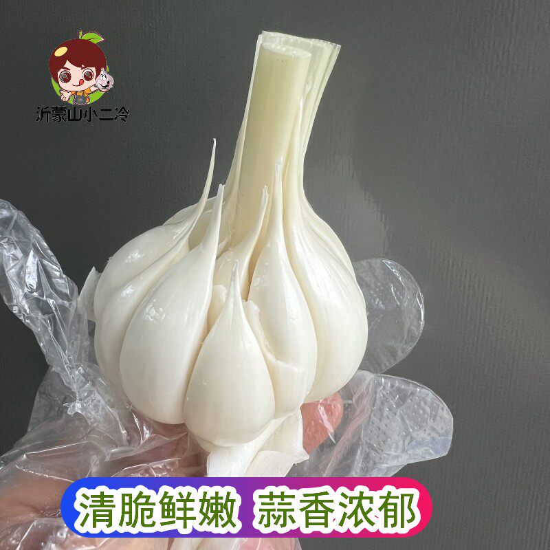 【腌糖蒜用】2026年现挖现发白皮鲜蒜嫩蒜湿蒜新鲜大蒜可泡蒜咸蒜