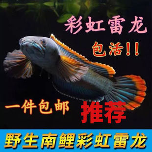 精品原生南鳢雷龙鱼七彩冷水鱼龙鱼淡水鱼凶猛雷龙观赏鱼