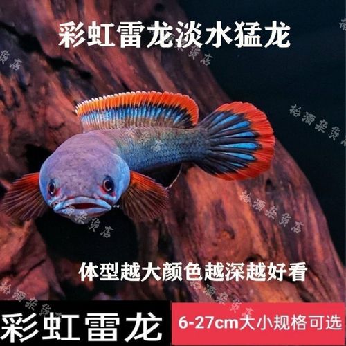 彩虹雷龙鱼小型凶猛淡水鱼苗观赏鱼冷水观赏鱼好养
