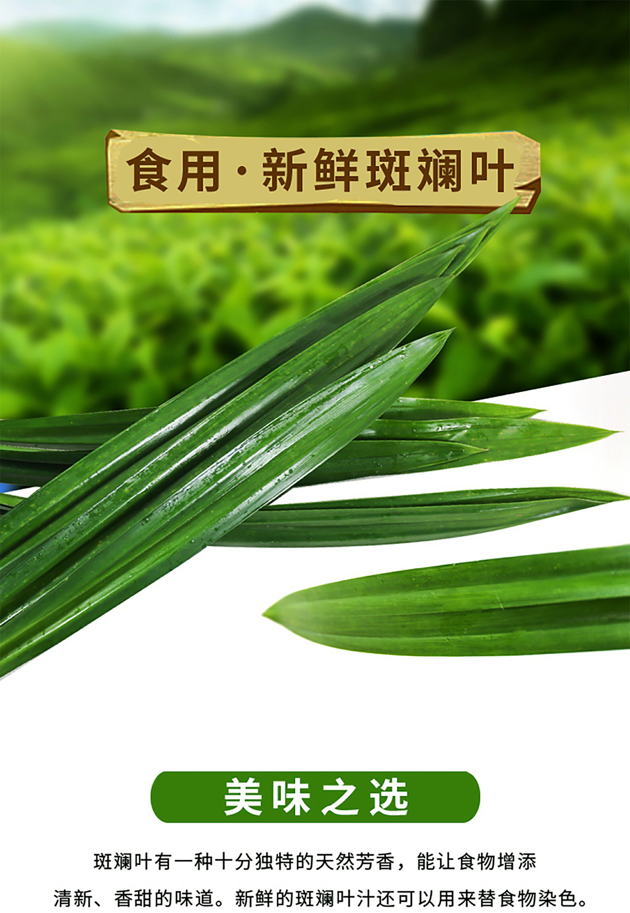 海南斑斓叶香兰叶奶茶专用斑兰叶咖椰包邮产地直发