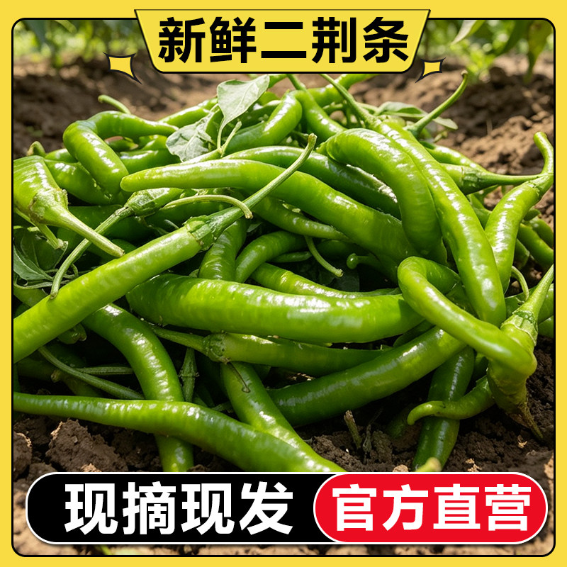 【每周折扣】新鲜青辣椒二荆条线椒海椒辣子香辣农家自种蔬菜辣椒