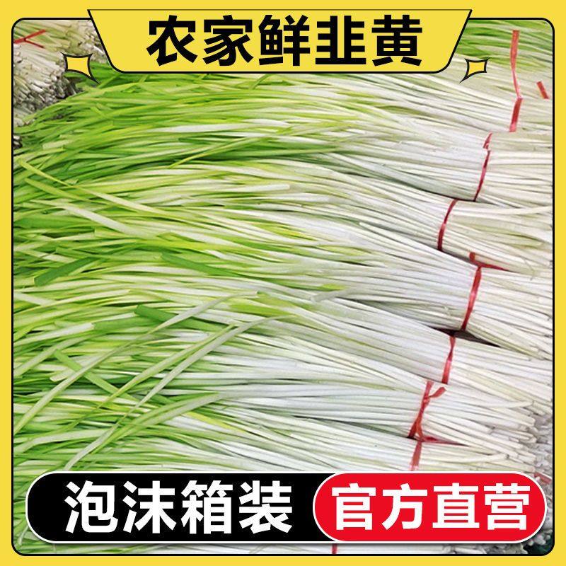 【折扣】韭黄新鲜现摘 饺子馅新鲜蔬菜云南 1斤2斤3斤4斤包邮,水产肉类/新鲜蔬果/熟食,叶菜类,淘宝优惠券,粉丝福利购,淘宝优惠卷