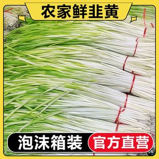 【折扣】韭黄新鲜现摘 饺子馅新鲜蔬菜云南 1斤2斤3斤4斤包邮